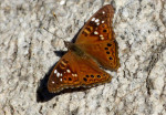 Vlinder